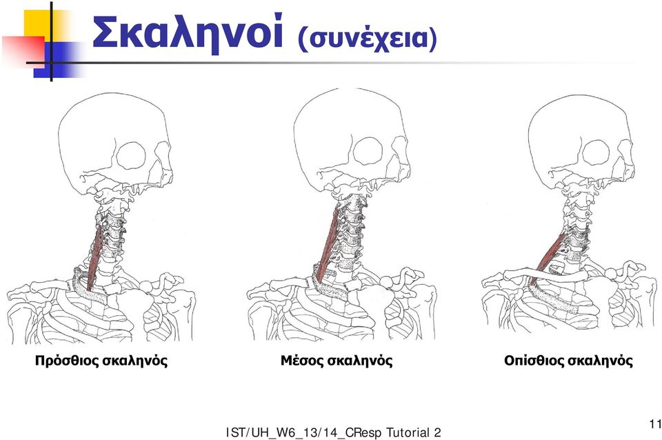 Πρόσθιος σκαληνός