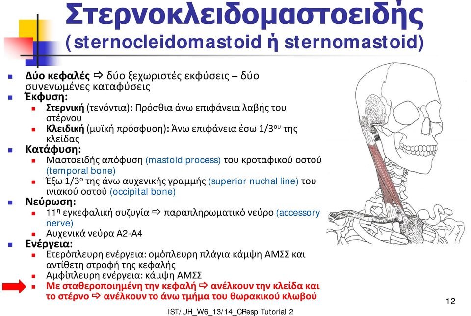 γραμμής (superior nuchal line) του ινιακού οστού (occipital bone) Νεύρωση: 11 η εγκεφαλική συζυγία παραπληρωματικό νεύρο (accessory nerve) Αυχενικά νεύρα Α2-Α4 Ενέργεια: Ετερόπλευρη