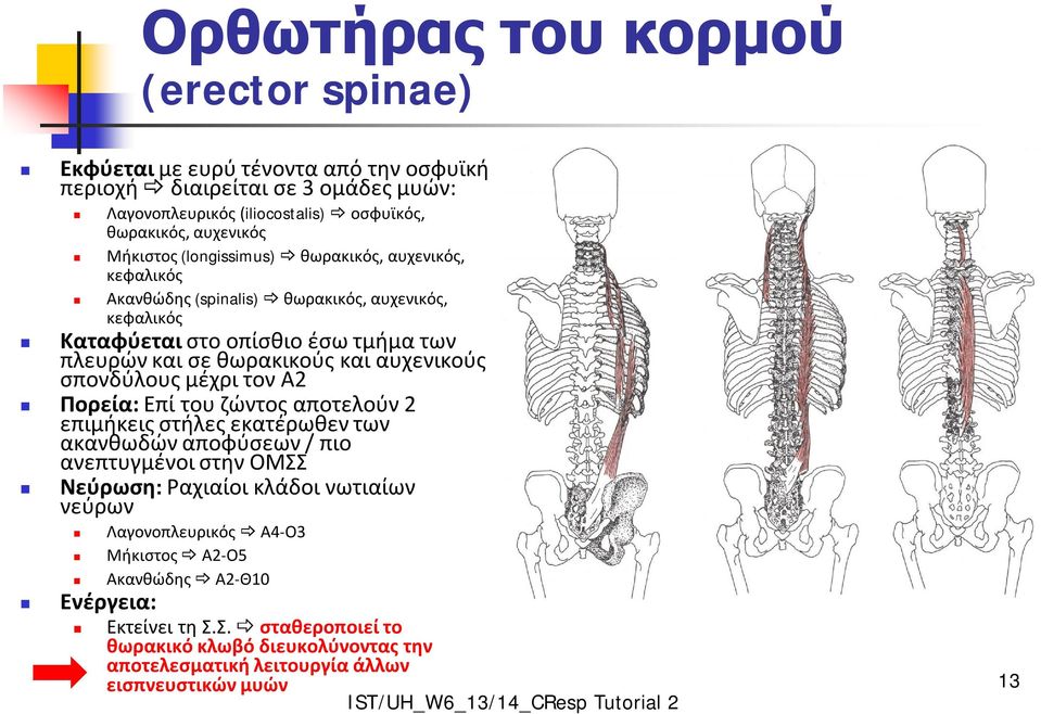 αυχενικούς σπονδύλους μέχρι τον Α2 Πορεία: Επί του ζώντος αποτελούν 2 επιμήκεις στήλες εκατέρωθεν των ακανθωδών αποφύσεων / πιο ανεπτυγμένοι στην ΟΜΣΣ Νεύρωση: Ραχιαίοι κλάδοι