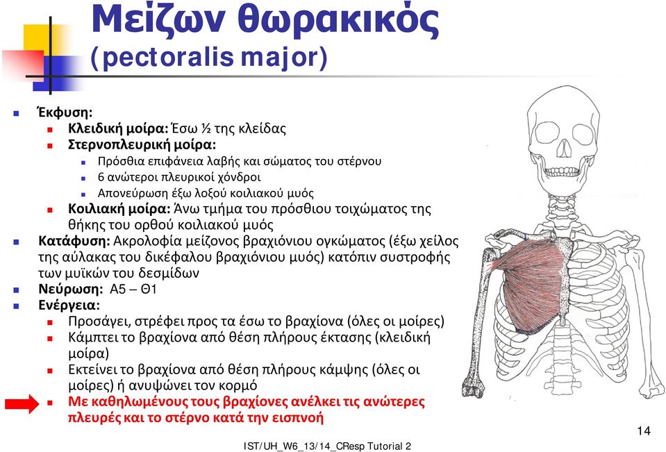 δικέφαλου βραχιόνιου μυός) κατόπιν συστροφής των μυϊκών του δεσμίδων Νεύρωση: Α5 Θ1 Ενέργεια: Προσάγει, στρέφει προς τα έσω το βραχίονα (όλες οι μοίρες) Κάμπτει το βραχίονα από θέση πλήρους