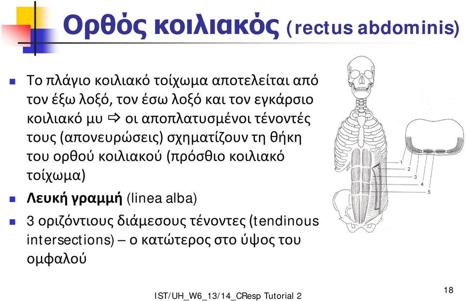 σχηματίζουν τη θήκη του ορθού κοιλιακού (πρόσθιο κοιλιακό τοίχωμα) Λευκή γραμμή (linea