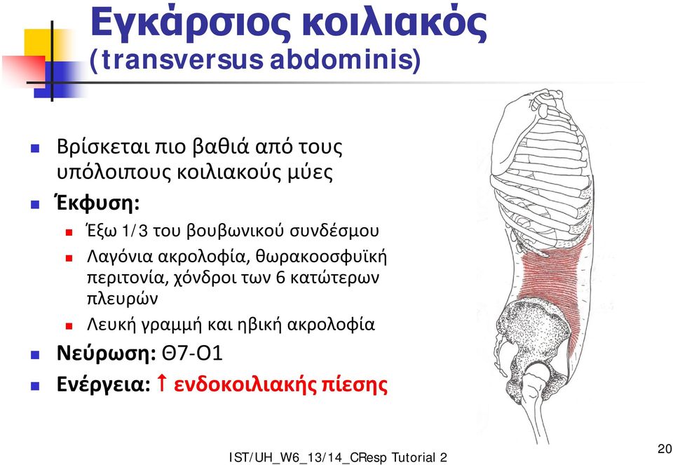 Λαγόνια ακρολοφία, θωρακοοσφυϊκή περιτονία, χόνδροι των 6 κατώτερων