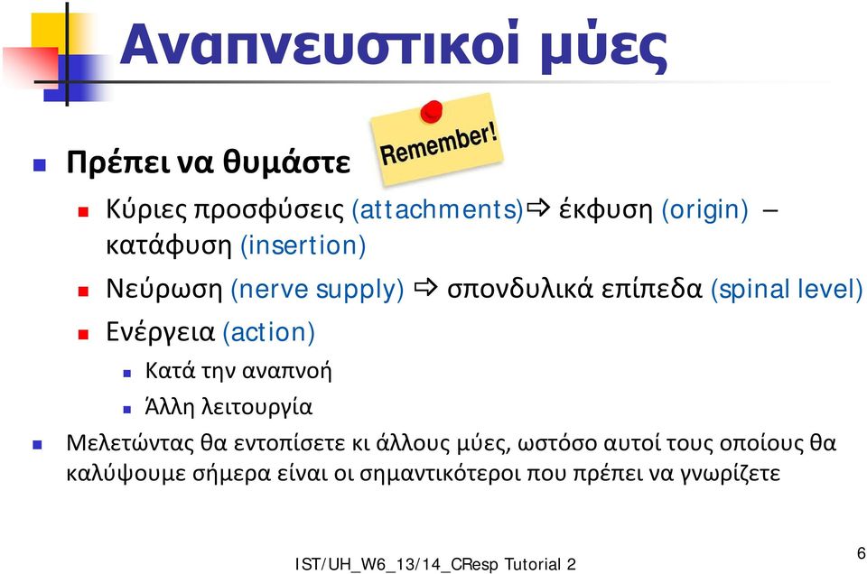 (action) Κατά την αναπνοή Άλλη λειτουργία Μελετώντας θα εντοπίσετε κι άλλους μύες,