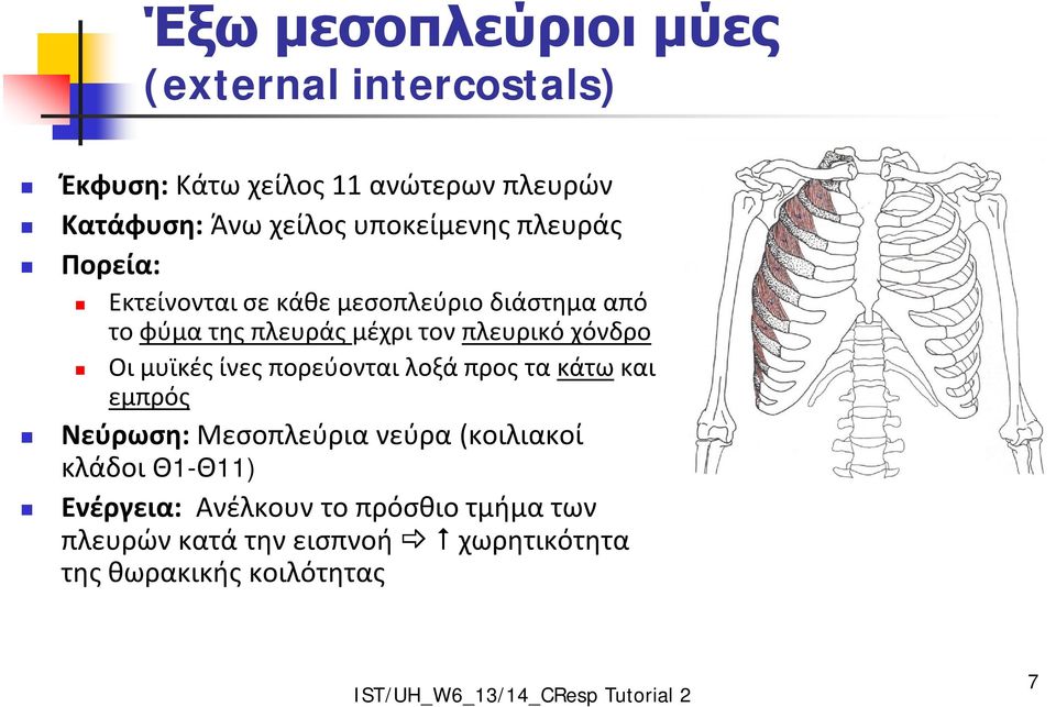 πλευρικό χόνδρο Οι μυϊκές ίνες πορεύονται λοξά προς τα κάτω και εμπρός Νεύρωση: Μεσοπλεύρια νεύρα (κοιλιακοί