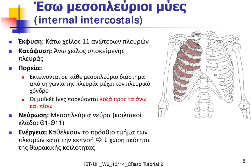 πλευρικό χόνδρο Οι μυϊκές ίνες πορεύονται λοξά προς τα άνω και πίσω Νεύρωση: Μεσοπλεύρια νεύρα (κοιλιακοί