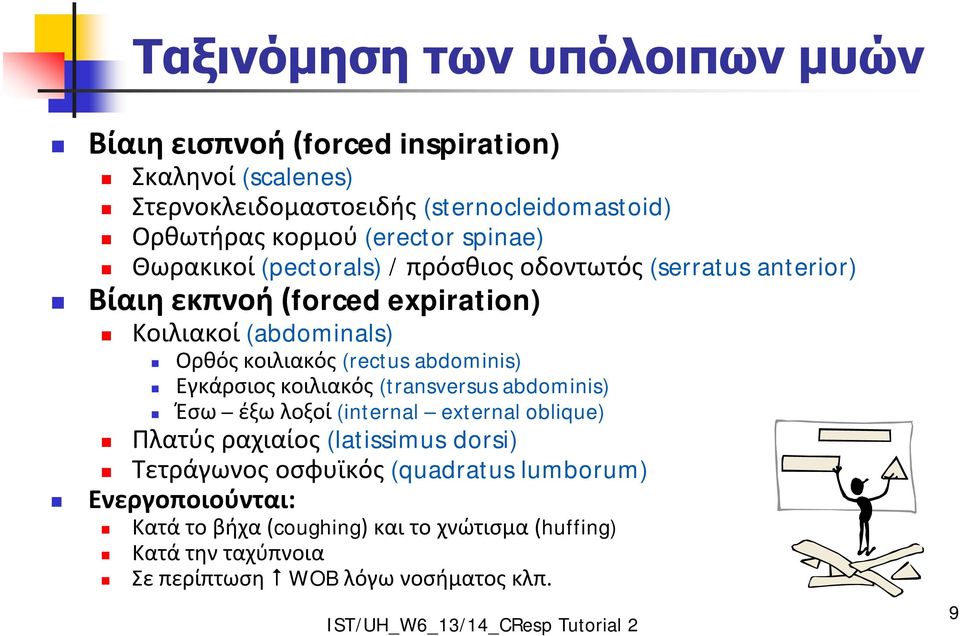 κοιλιακός (rectus abdominis) Εγκάρσιος κοιλιακός (transversus abdominis) Έσω έξω λοξοί (internal external oblique) Πλατύς ραχιαίος (latissimus dorsi)