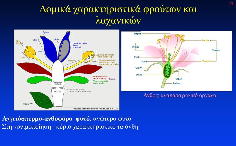 Αγγειόσπερμο-ανθοφόρο φυτό: ανώτερα φυτά