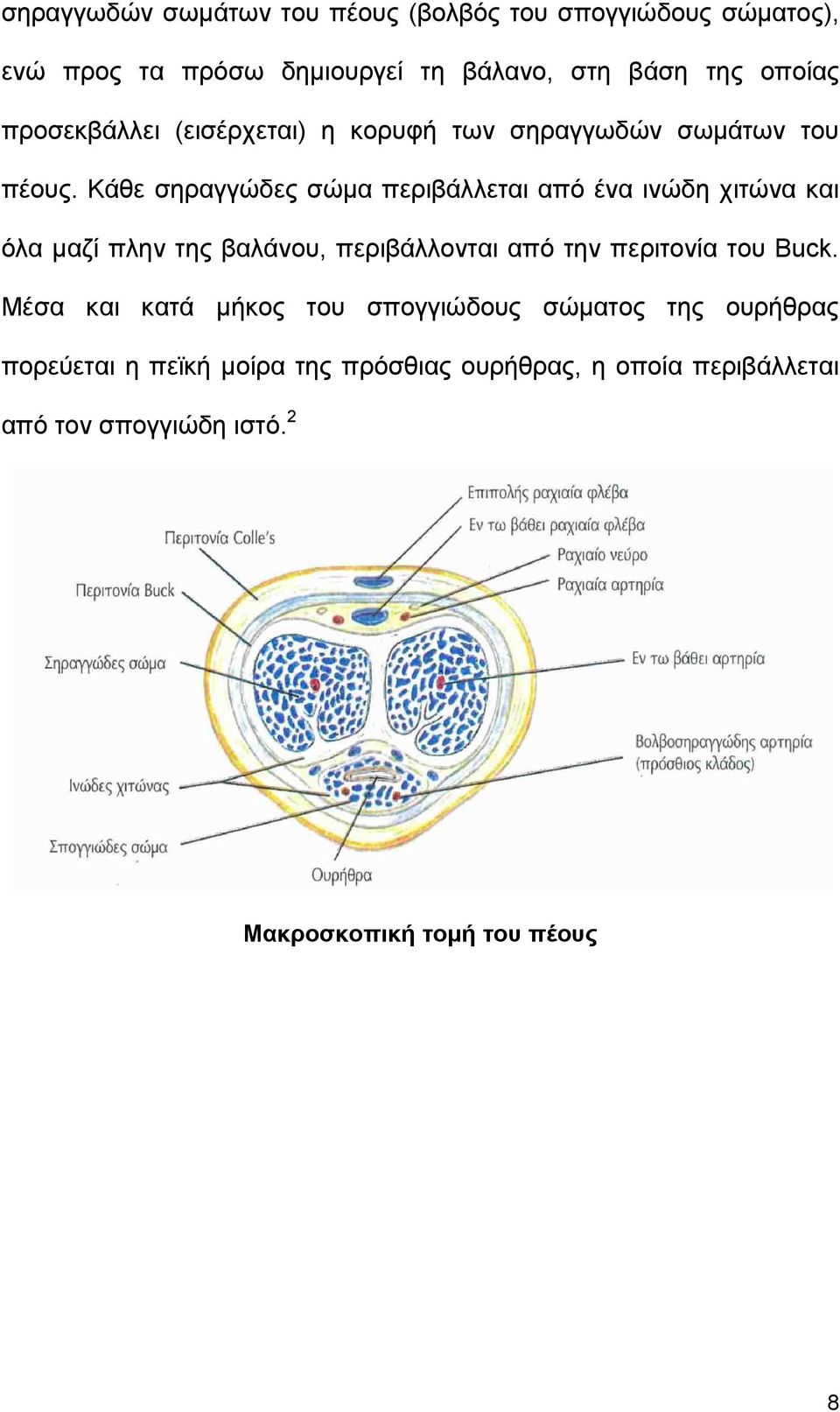 Κάθε σηραγγώδες σώµα περιβάλλεται από ένα ινώδη χιτώνα και όλα µαζί πλην της βαλάνου, περιβάλλονται από την περιτονία του