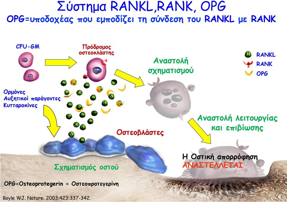 Κυτταροκίνες Οστεοβλάστες Σχηµατισµός οστού OPG=Osteoprotegerin = Οστεοπροτεγερίνη Boyle