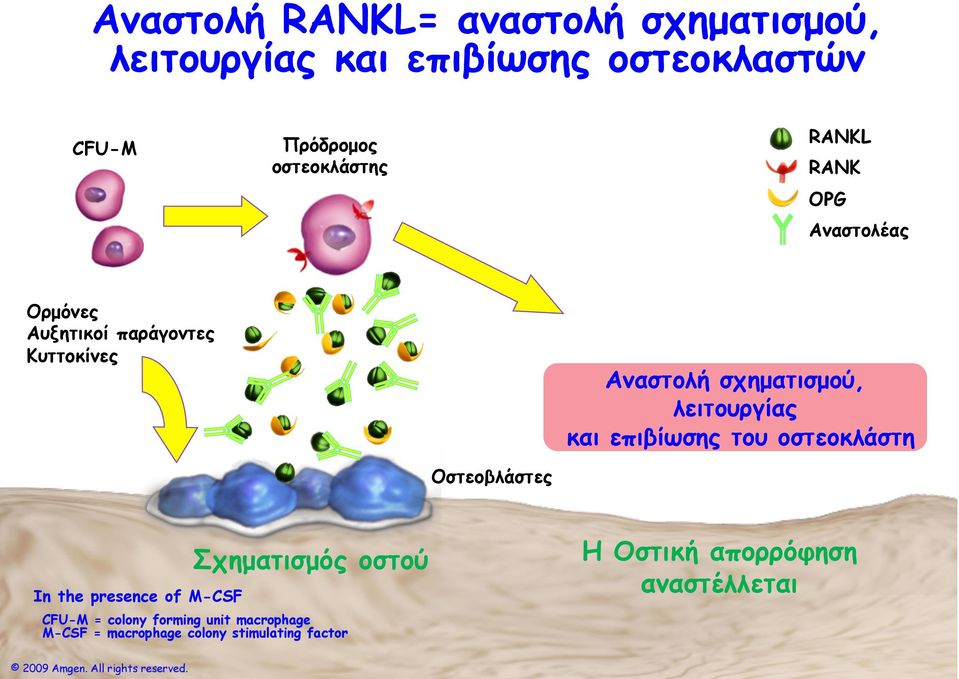 επιβίωσης του οστεοκλάστη Οστεοβλάστες In the presence of M-CSF Σχηµατισµός οστού CFU-M = colony forming unit