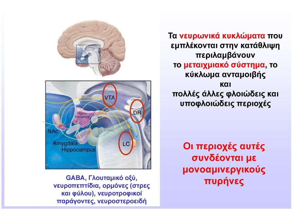 υποφλοιώδεις περιοχές GABA, Γλουταμικό οξύ, νευροπεπτίδια, ορμόνες (στρες και