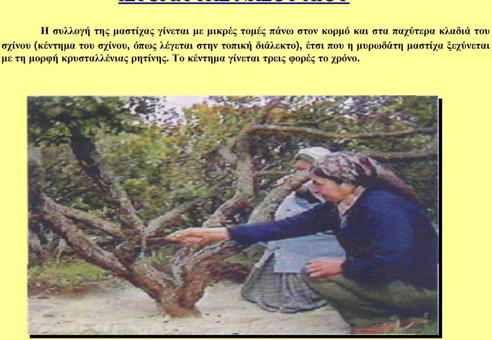 όπως λέγεται στην τοπική διάλεκτο), έτσι που η µυρωδάτη µαστίχα