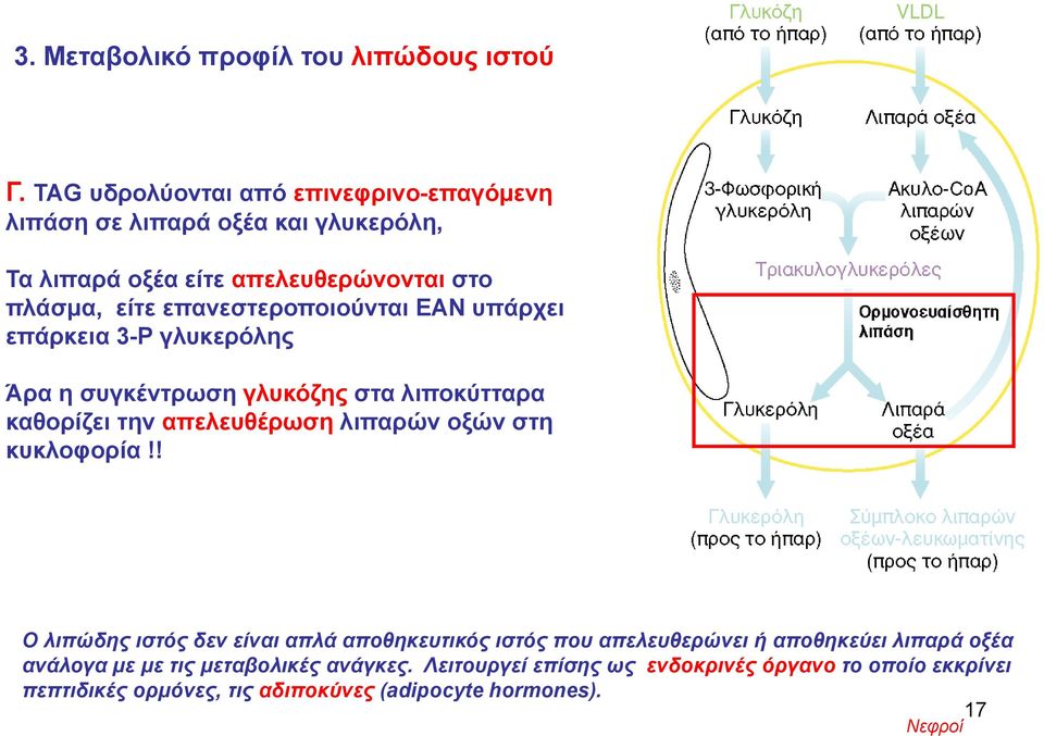 επανεστεροποιούνται ΕΑΝ υπάρχει επάρκεια 3-Ρ γλυκερόλης Άρα η συγκέντρωση γλυκόζης στα λιποκύτταρα καθορίζει την απελευθέρωση λιπαρών οξών στη