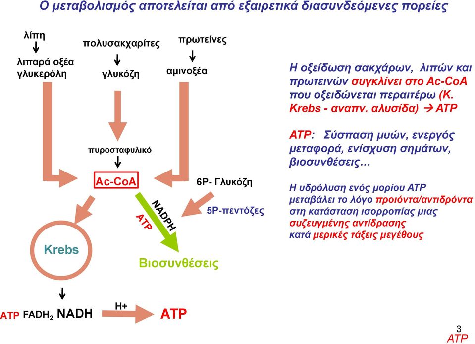 αλυσίδα) ΑΤΡ Krebs πυροσταφυλικό Ac-CoΑ Βιοσυνθέσεις 6Ρ- Γλυκόζη 5Ρ-πεντόζες ATP: Σύσπαση μυών, ενεργός μεταφορά, ενίσχυση σημάτων,