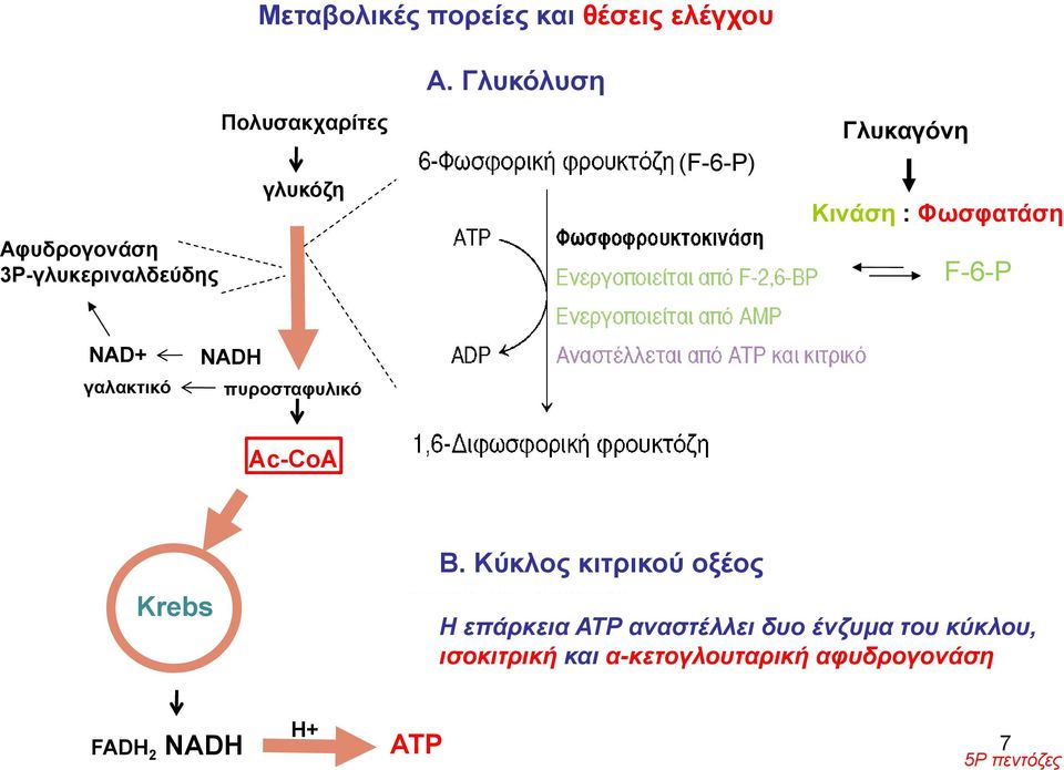 3Ρ-γλυκεριναλδεύδηςγ ρ F-6-P ΝΑD+ γαλακτικό NADH πυροσταφυλικό Ac-CoΑ Krebs Β.