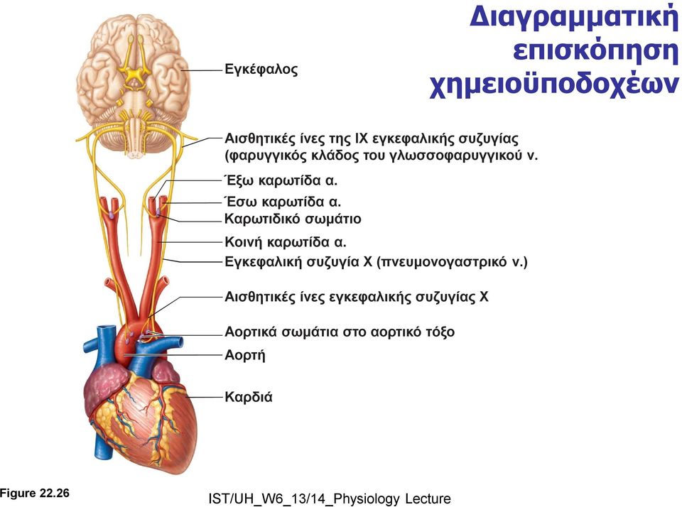 Καρωτιδικό σωμάτιο Κοινή καρωτίδα α. Εγκεφαλική συζυγία X (πνευμονογαστρικό ν.