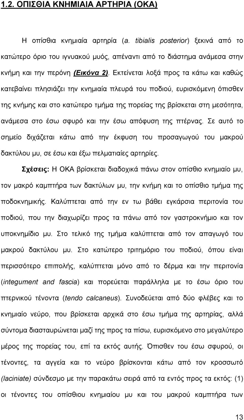 Εκτείνεται λοξά προς τα κάτω και καθώς κατεβαίνει πλησιάζει την κνημιαία πλευρά του ποδιού, ευρισκόμενη όπισθεν της κνήμης και στο κατώτερο τμήμα της πορείας της βρίσκεται στη μεσότητα, ανάμεσα στο