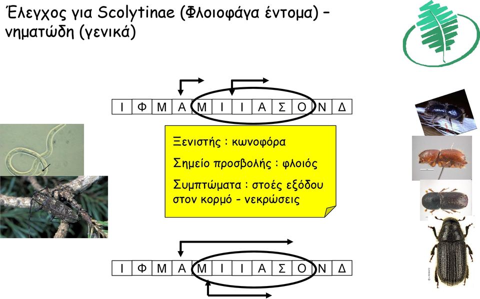 κωνοφόρα Σημείο προσβολής : φλοιός Συμπτώματα :