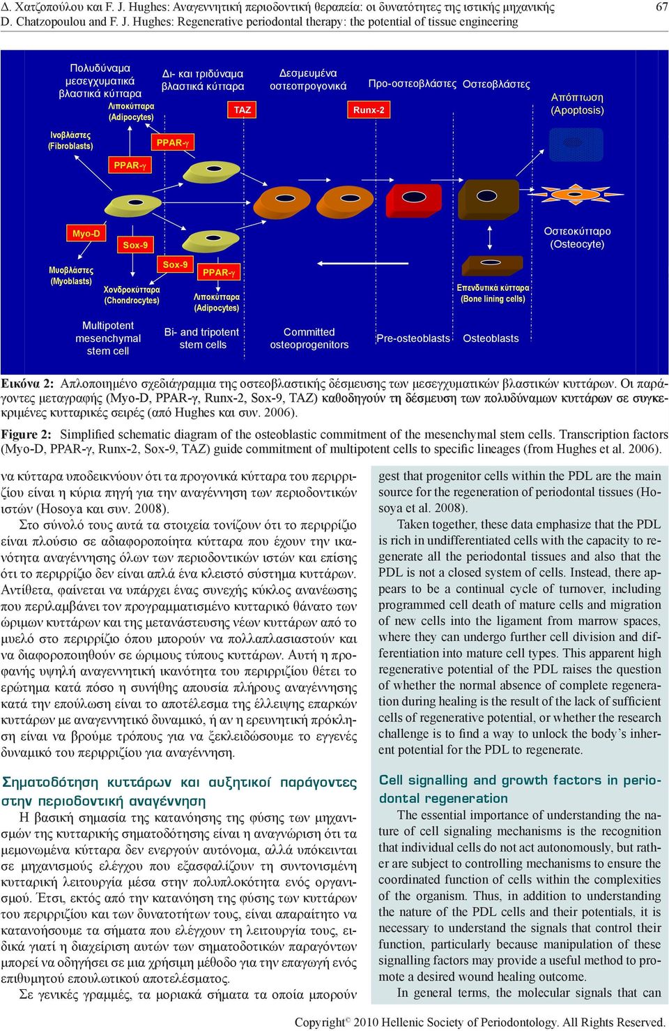 Hughes: Regenerative periodontal therapy: the potential of tissue engineering µ - - µ µ µ µ µ µ - TAZ TAZ Runx-2 Runx-2 (Apoptosis) (Adipocytes) (Adipocytes) (Fibroblasts) (Fibroblasts) PPAR- PPAR- µ