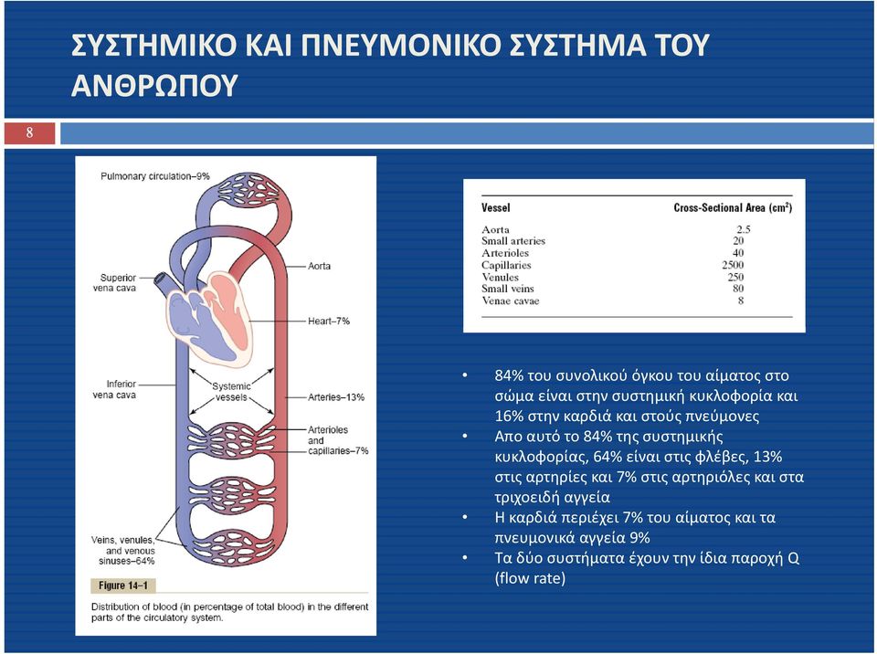 κυκλοφορίας, 64% είναι στις φλέβες, 13% στις αρτηρίες και 7% στις αρτηριόλες και στα τριχοειδή αγγεία