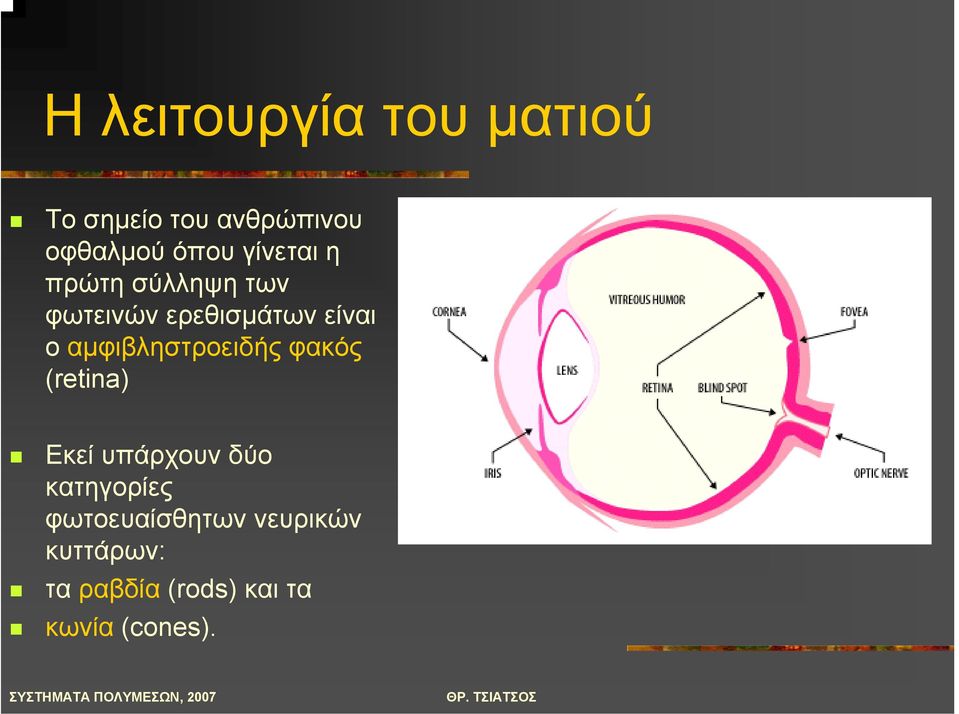 αµφιβληστροειδής φακός (retina) Εκεί υπάρχουν δύο κατηγορίες