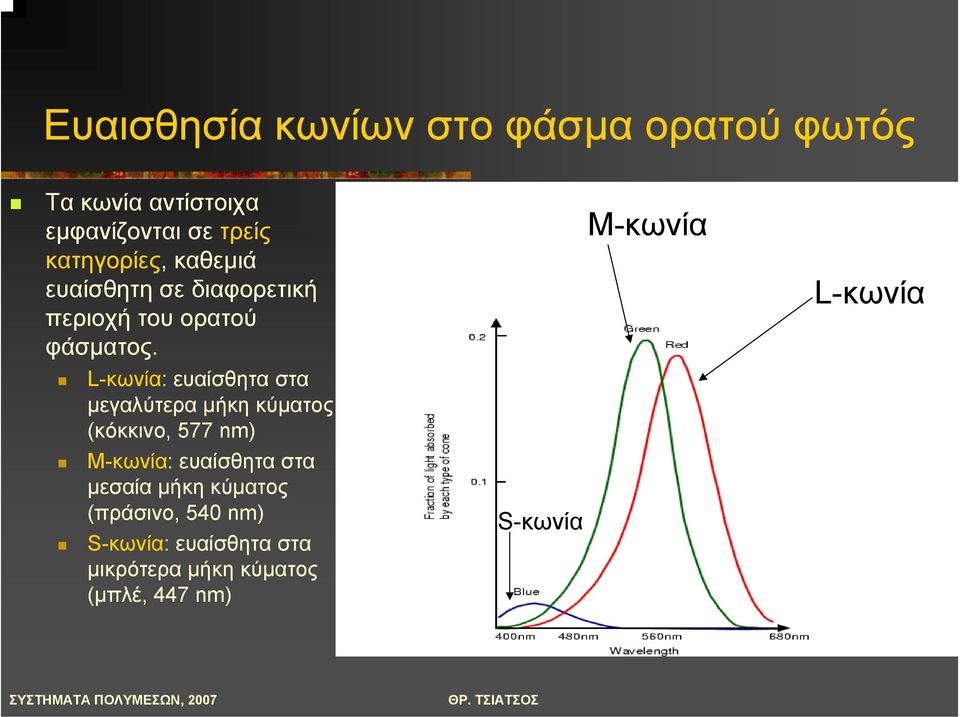 L-κωνία: ευαίσθητα στα µεγαλύτερα µήκη κύµατος (κόκκινο, 577 nm) M-κωνία: ευαίσθητα στα