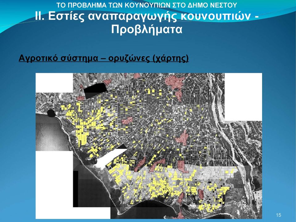 ορυζώνες