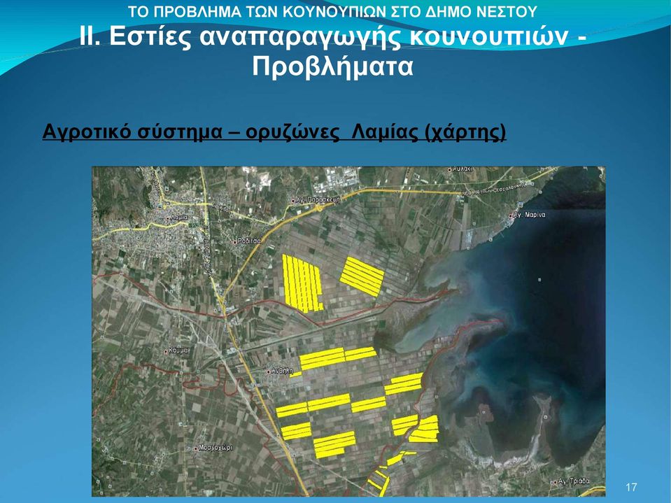 ορυζώνες