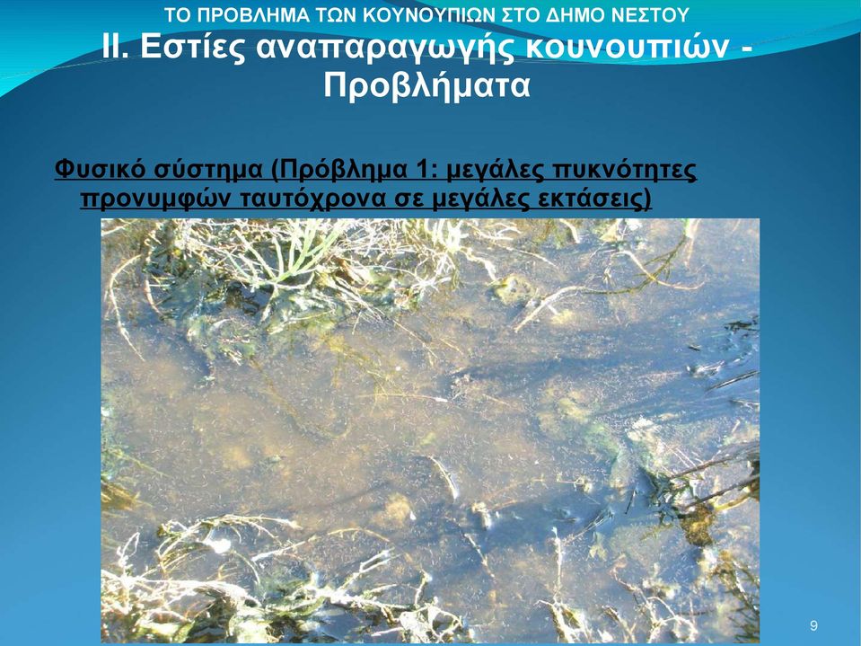 πυκνότητες προνυμφών