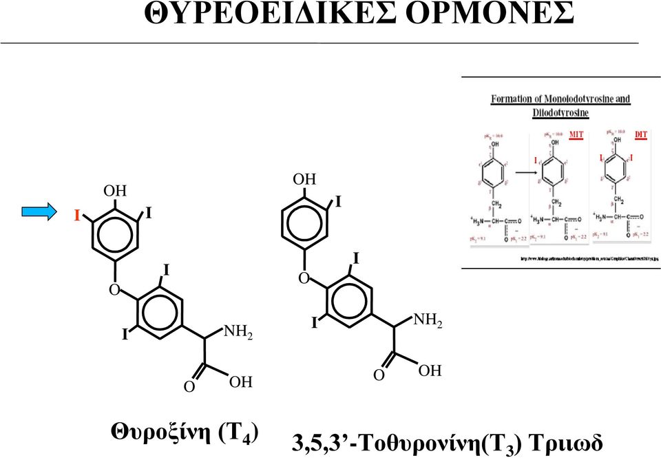 O OH O OH Θυροξίνη (T 4 )