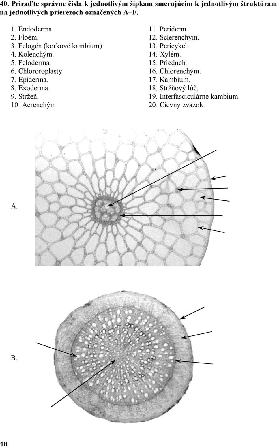 4. Kolenchým. 14. Xylém. 5. Feloderma. 15. Prieduch. 6. Chlororoplasty. 16. Chlorenchým. 7. Epiderma. 17. Kambium.