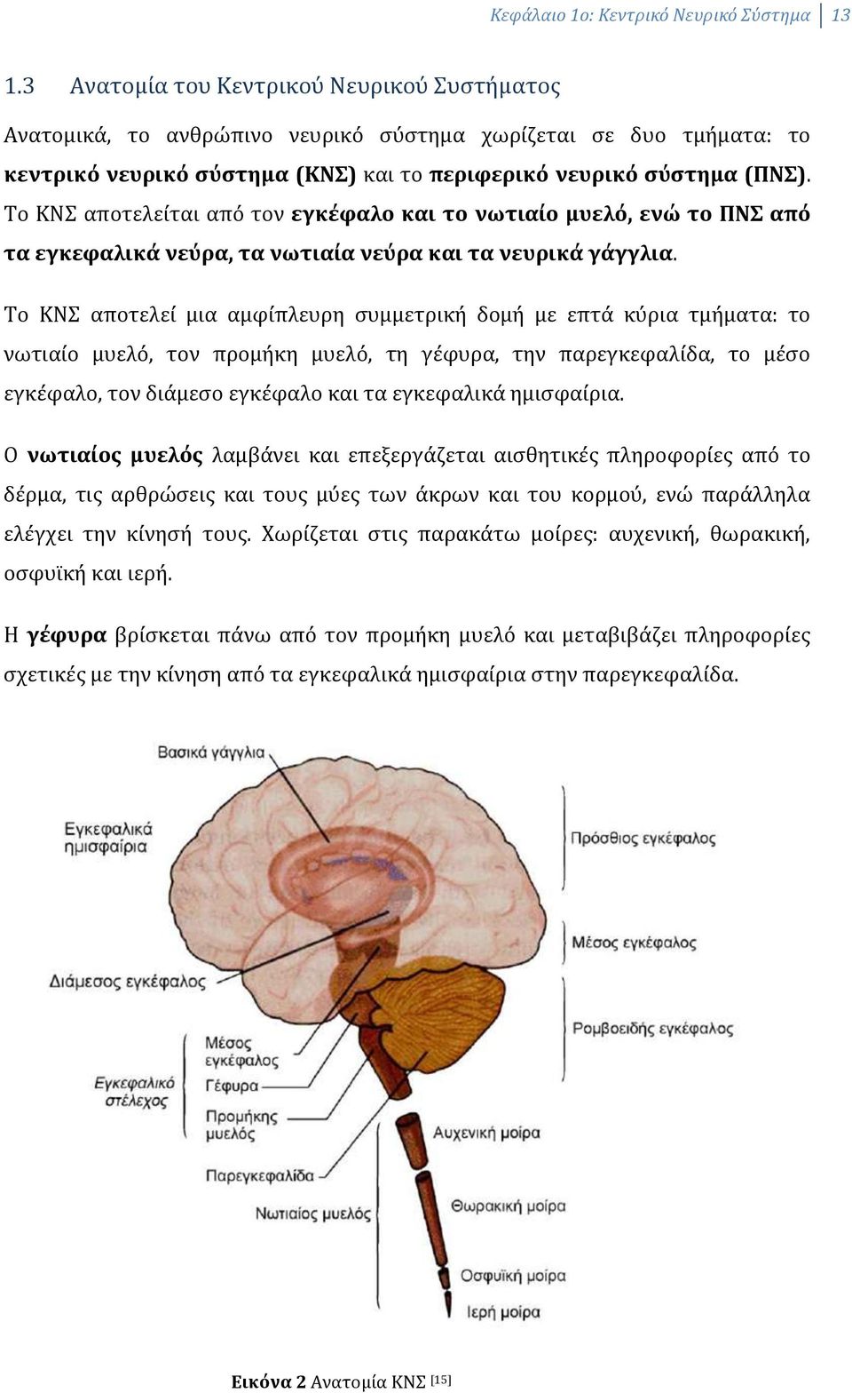 Το ΚΝΣ αποτελείται από τον εγκέφαλο και το νωτιαίο μυελό, ενώ το ΠΝΣ από τα εγκεφαλικά νεύρα, τα νωτιαία νεύρα και τα νευρικά γάγγλια.