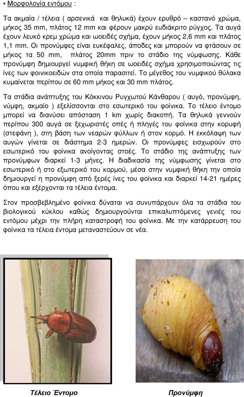Οι προνύµφες είναι ευκέφαλες, άποδες και µπορούν να φτάσουν σε µήκος τα 50 mm, πλάτος 20mm πριν το στάδιο της νύµφωσης.