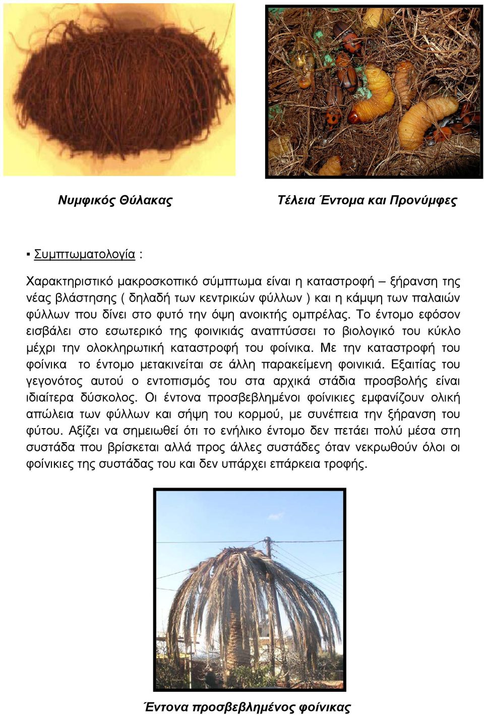Με την καταστροφή του φοίνικα το έντοµο µετακινείται σε άλλη παρακείµενη φοινικιά. Εξαιτίας του γεγονότος αυτού ο εντοπισµός του στα αρχικά στάδια προσβολής είναι ιδιαίτερα δύσκολος.
