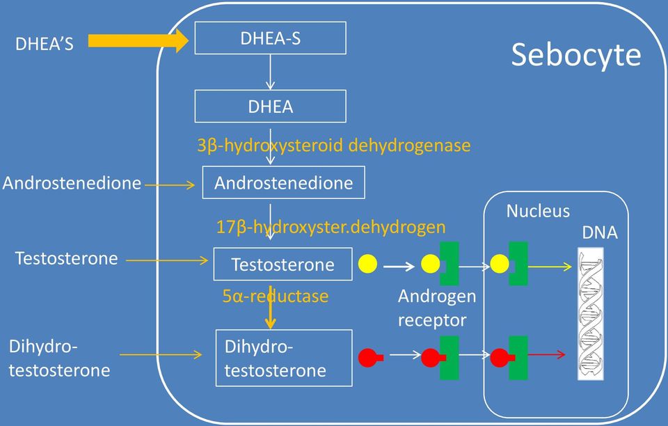 17β-hydroxyster.