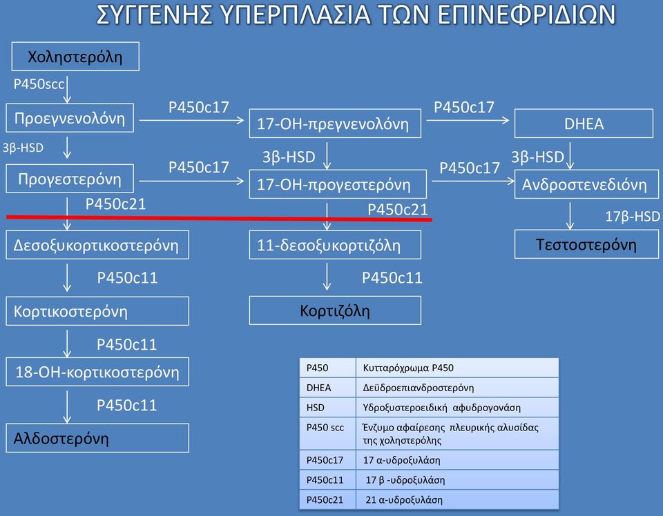 Κορτιζόλη Τεστοστερόνη 18-ΟΗ-κορτικοστερόνη Αλδοστερόνη P450 DHEA HSD P450 scc P450c21 Κυτταρόχρωμα P450