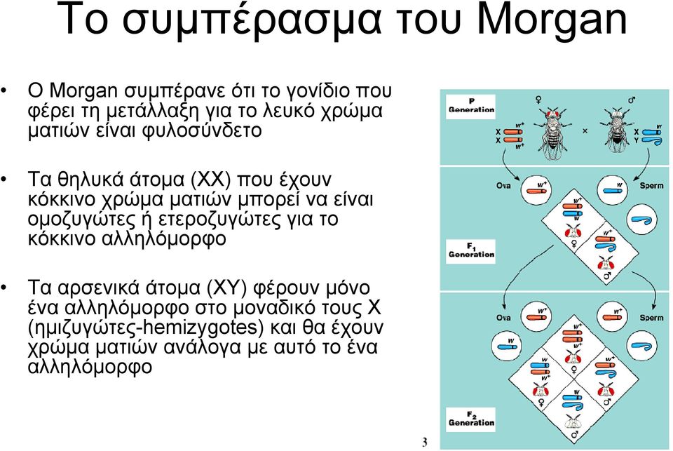 οµοζυγώτες ή ετεροζυγώτες για το κόκκινο αλληλόµορφο Τα αρσενικά άτοµα (ΧΥ) φέρουν µόνο ένα