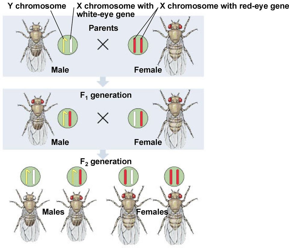 with red-eye gene Male Female F 1