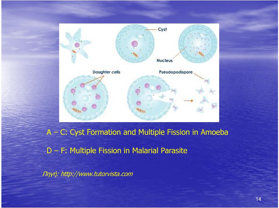 Multiple Fission in Malarial