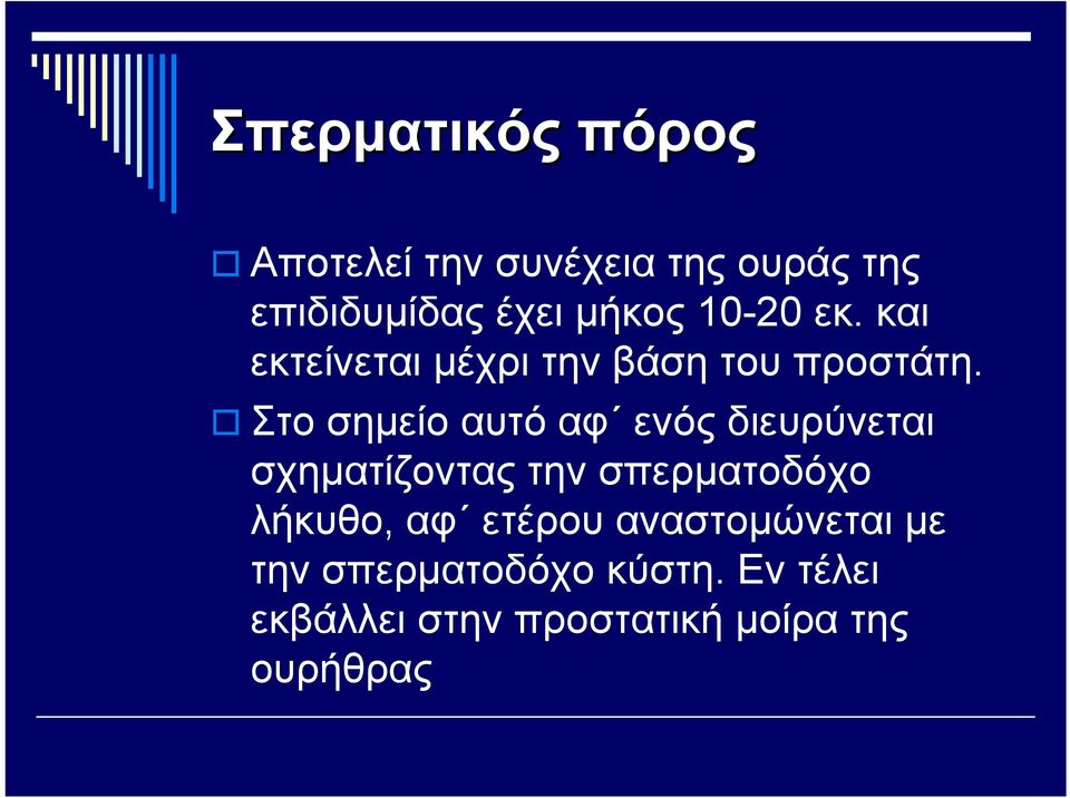 Στο σημείο αυτό αφ ενός διευρύνεται σχηματίζοντας την σπερματοδόχο λήκυθο, αφ