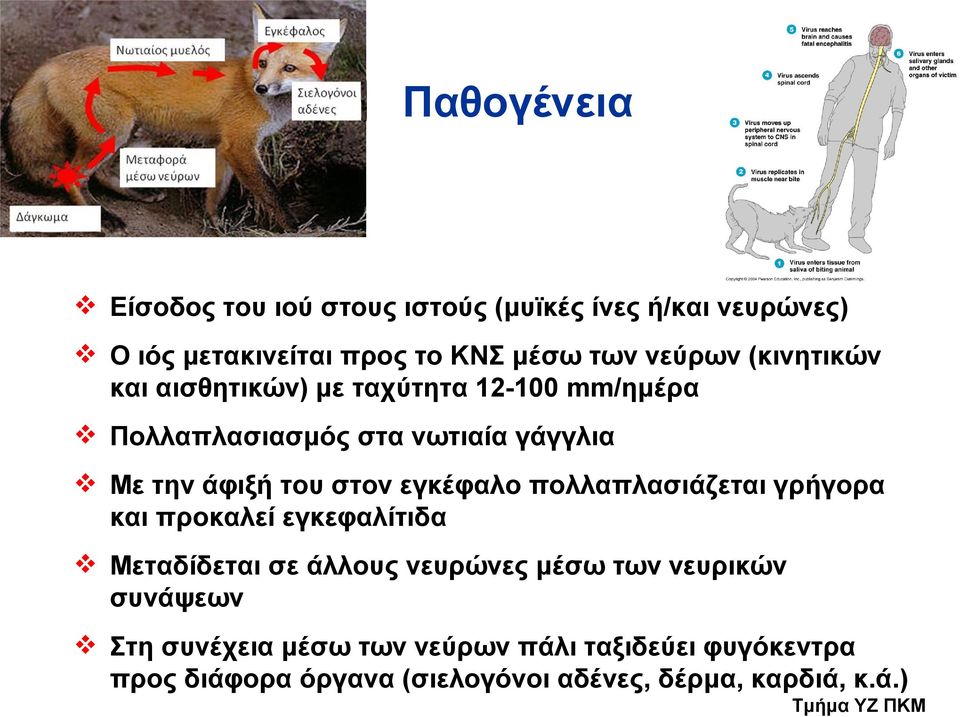 εγκέφαλο πολλαπλασιάζεται γρήγορα και προκαλεί εγκεφαλίτιδα Μεταδίδεται σε άλλους νευρώνες μέσω των νευρικών