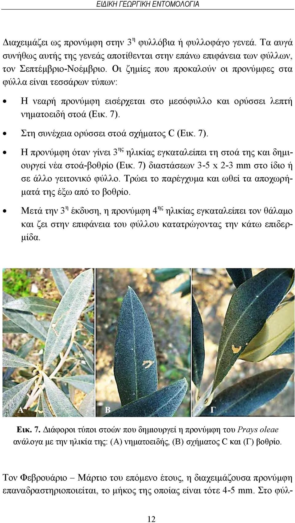 7). H προνύμφη όταν γίνει 3 ης ηλικίας εγκαταλείπει τη στοά της και δημιουργεί νέα στοά-βοθρίο (Εικ. 7) διαστάσεων 3-5 x 2-3 mm στο ίδιο ή σε άλλο γειτονικό φύλλο.