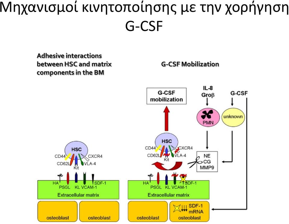 (KL), matrix metalloproteinase- 9 (MMP-9), neutrophil elastase (NE), stromal cell derived factor-1 (SDF-1), vascular cell adhesion