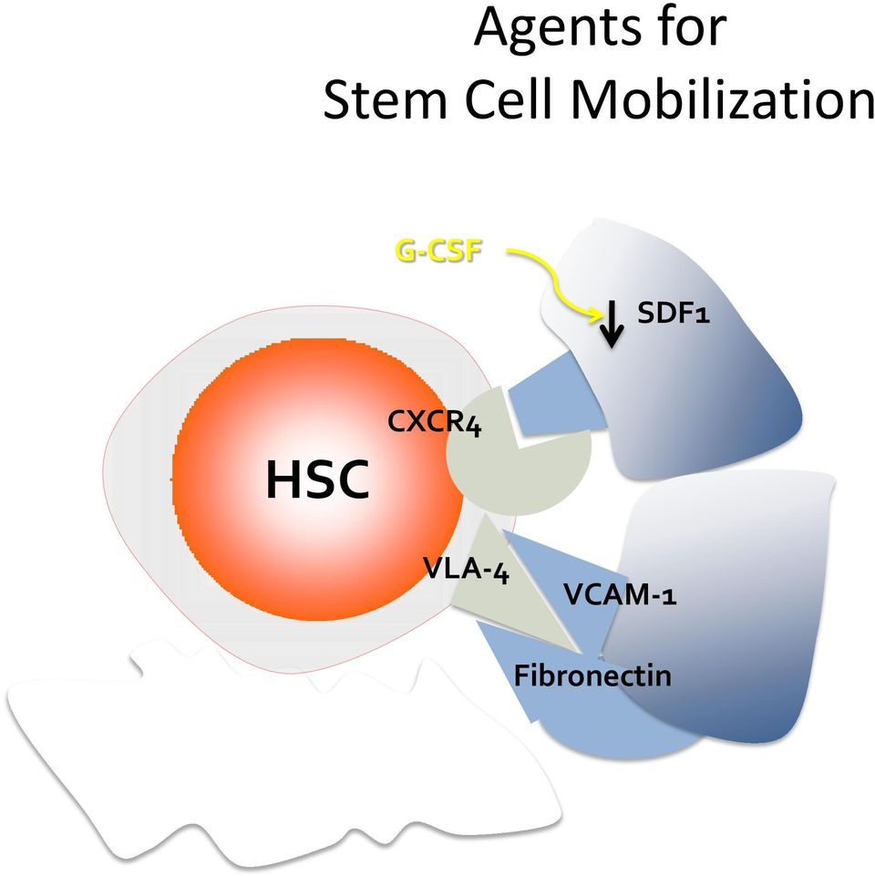 VLA-4 VCAM-1 MM9 Scr kinase Osteoblasts Fibronectin G-CSF Pamela S,