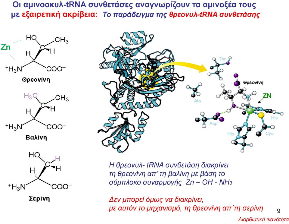 τη θρεονίνη απ τη βαλίνη με βάση το σύμπλοκο συναρμογής Zn OH - NH3 Δεν μπορεί όμως