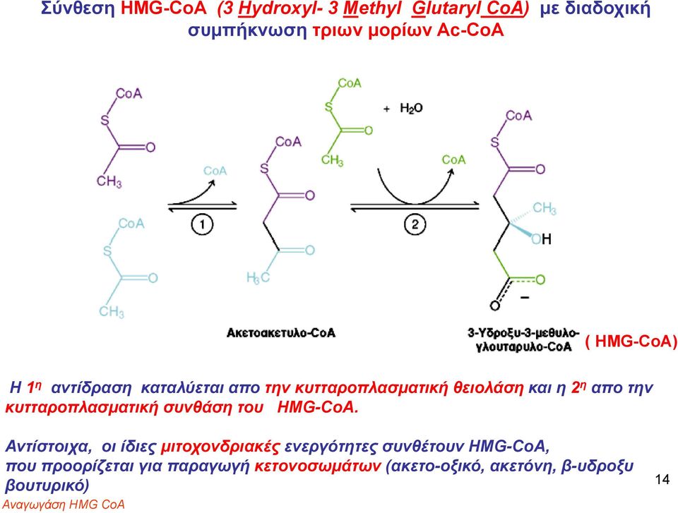 κυτταροπλασματική συνθάση του HMG-CoA.