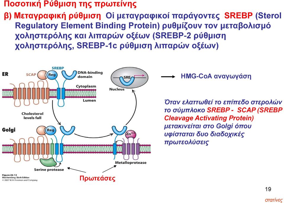 SREBP-1c ρύθμιση λιπαρών οξέων) HMG-CoA αναγωγάση Όταν ελαττωθεί το επίπεδο στερολών το σύμπλοκο SREBP - SCAP