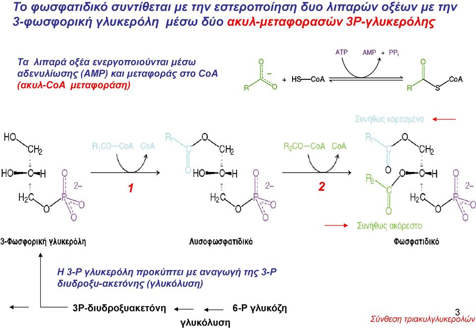 και μεταφοράς στο CoA (ακυλ-coa μεταφοράση) 1 2 Η 3-Ρ γλυκερόλη προκύπτει με αναγωγή της 3-Ρ