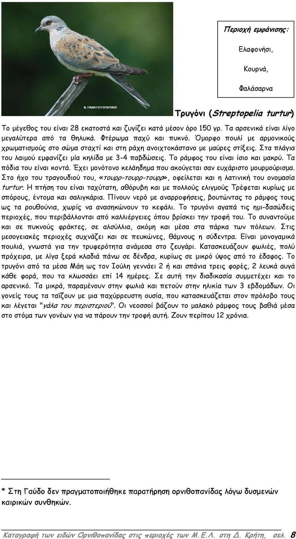 Τα πόδια του είναι κοντά. Έχει µονότονο κελάηδηµα που ακούγεται σαν ευχάριστο µουρµούρισµα. Στο ήχο του τραγουδιού του, «τουρρ-τουρρ-τουρρ», οφείλεται και η λατινική του ονοµασία turtur.