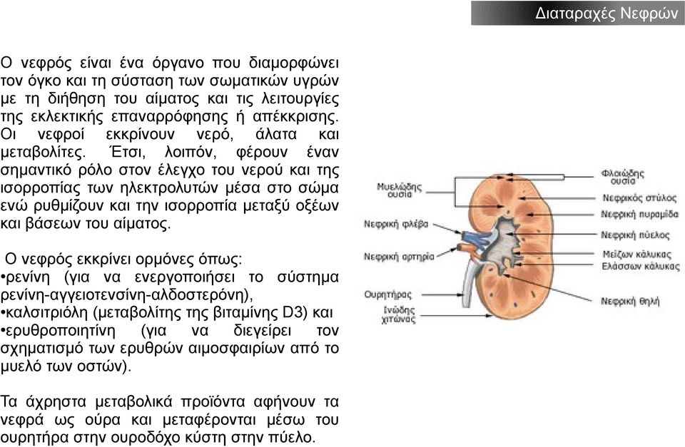 Έτσι, λοιπόν, φέρουν έναν σημαντικό ρόλο στον έλεγχο του νερού και της ισορροπίας των ηλεκτρολυτών μέσα στο σώμα ενώ ρυθμίζουν και την ισορροπία μεταξύ οξέων και βάσεων του αίματος.